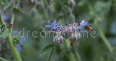欧洲蜜蜂，蜜蜂，蜜蜂，蜜蜂觅食一朵角花，飞行中的昆虫，授粉行为，诺曼底，慢动作4K